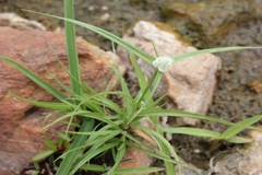 Kyllinga bulbosa
